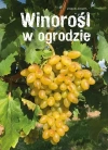 Winorośl w ogrodzie - zdjęcie