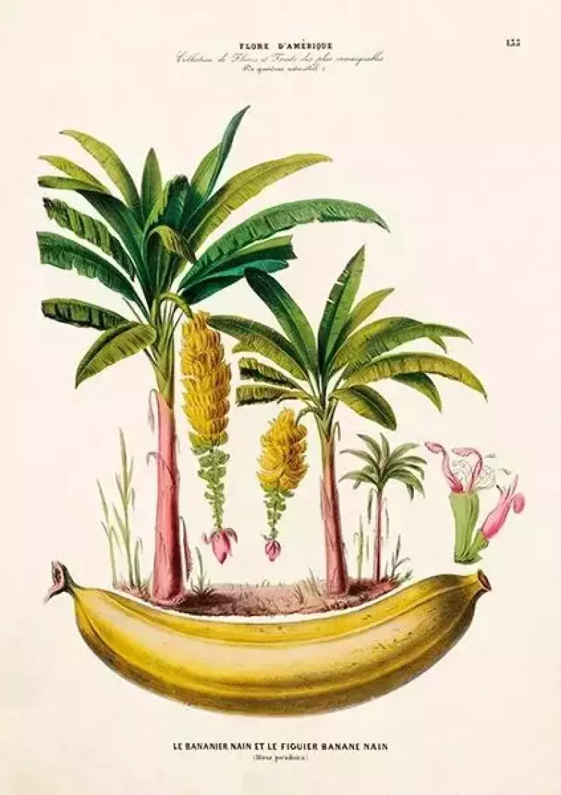 Karnet ST306 B6 + koperta Bananowce Karnet ST306 B6 + koperta Bananowce