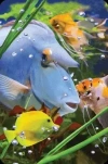 Mini kartka 3D Niebieska Ryba - zdjęcie