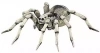 Tarantula - zdjęcie