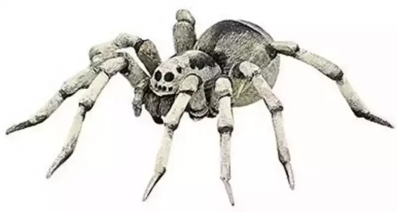 Tarantula Tarantula
