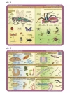Podkładka edu. 052 - Anatomia: owady, pajęczaki.. - zdjęcie