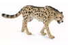 Gepard królewski L - zdjęcie
