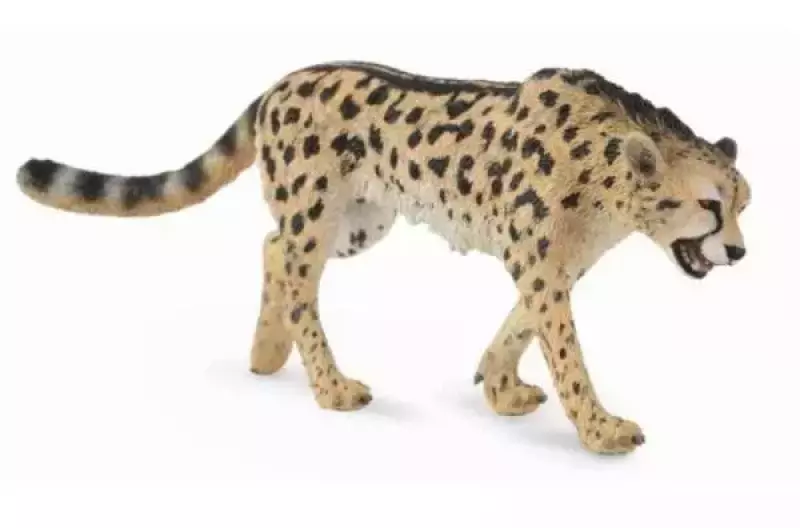 Gepard królewski L Gepard królewski L