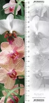 Zakładka 3D Orchidea - zdjęcie