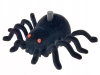 Pająk tarantula chodzący 31p - zdjęcie