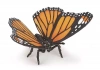 Motyl - zdjęcie