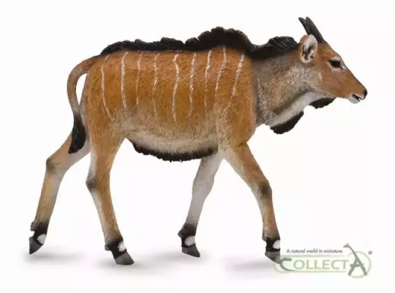 Antylopa Eland cielę M Antylopa Eland cielę M