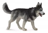 Pies rasy Husky syberyjski - zdjęcie