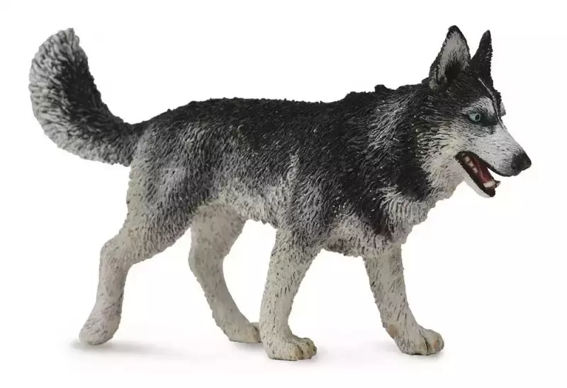 Pies rasy Husky syberyjski Pies rasy Husky syberyjski