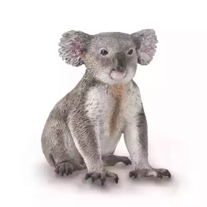 Miś Koala Miś Koala