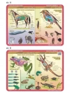 Podkładka edu. 053 - Anatomia: ssaki, ptaki, płazy - zdjęcie