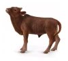 Cielę Ankole-Watusi - zdjęcie