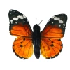 Motyl monarcha czerwony - zdjęcie