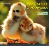 Przyjaciele z podwórka. Poznajemy zwierzęta - zdjęcie