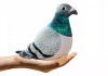 Maskotka Pluszowy Gołąb Grzywacz Szary 20cm - zdjęcie