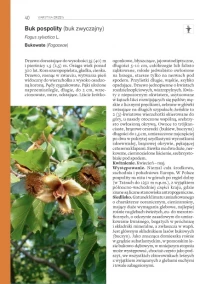 Rośliny leśne, zdjęcie 2