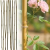 Podpora do Roślin Bambusowa Tyczka 60 Cm 10SZT Progarden - zdjęcie