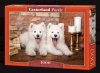 Samoyed Puppies Say Hello - zdjęcie