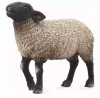 Owca suffolk M - zdjęcie