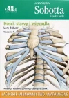 Anatomia Sobotta Flashcards. Kości, stawy i więzadła. Łacińskie mianownictwo anatomiczne - zdjęcie