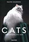 Cats - zdjęcie