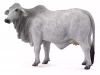 Krowa brahman L - zdjęcie