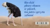 Magnes na lodówkę. Kto dziś głowę chowa w piasek... - zdjęcie