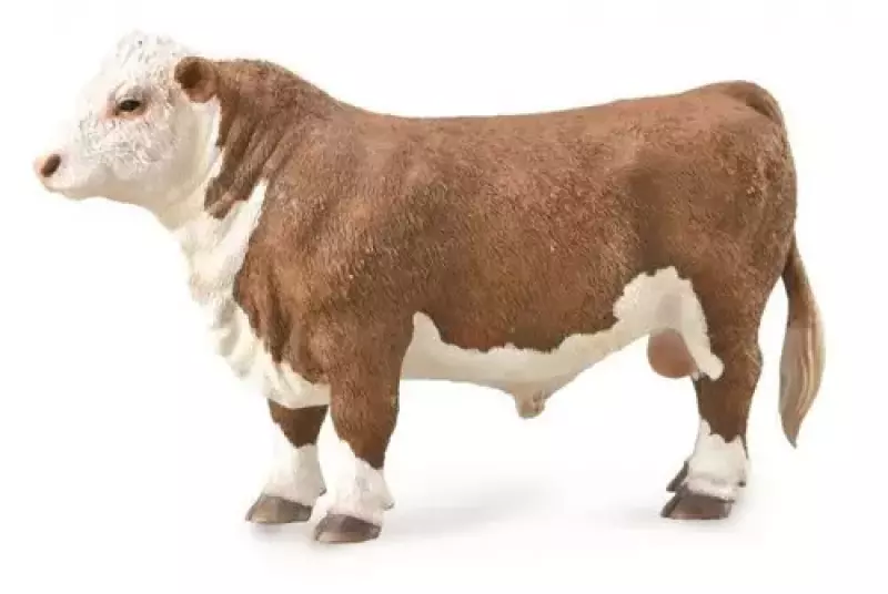 Byk rasy Hereford Byk rasy Hereford