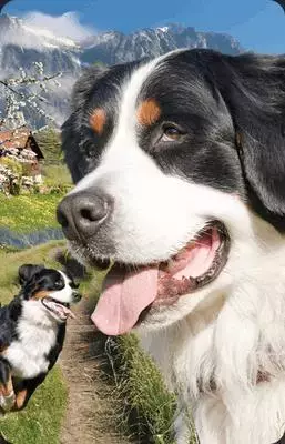 Mini kartka 3D Berneński Pies Pasterski - Książki