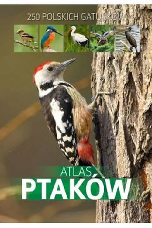 Atlas ptaków - Książki