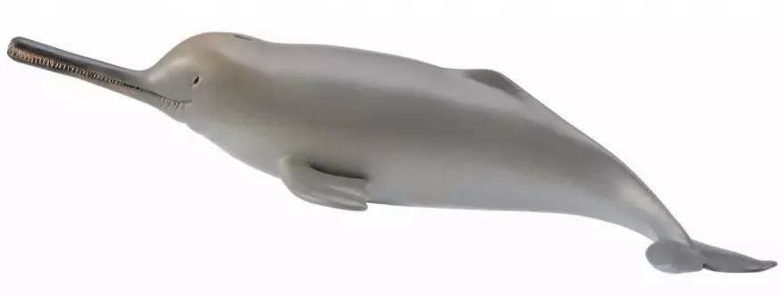 Delfin z rzeki Ganges - Książki