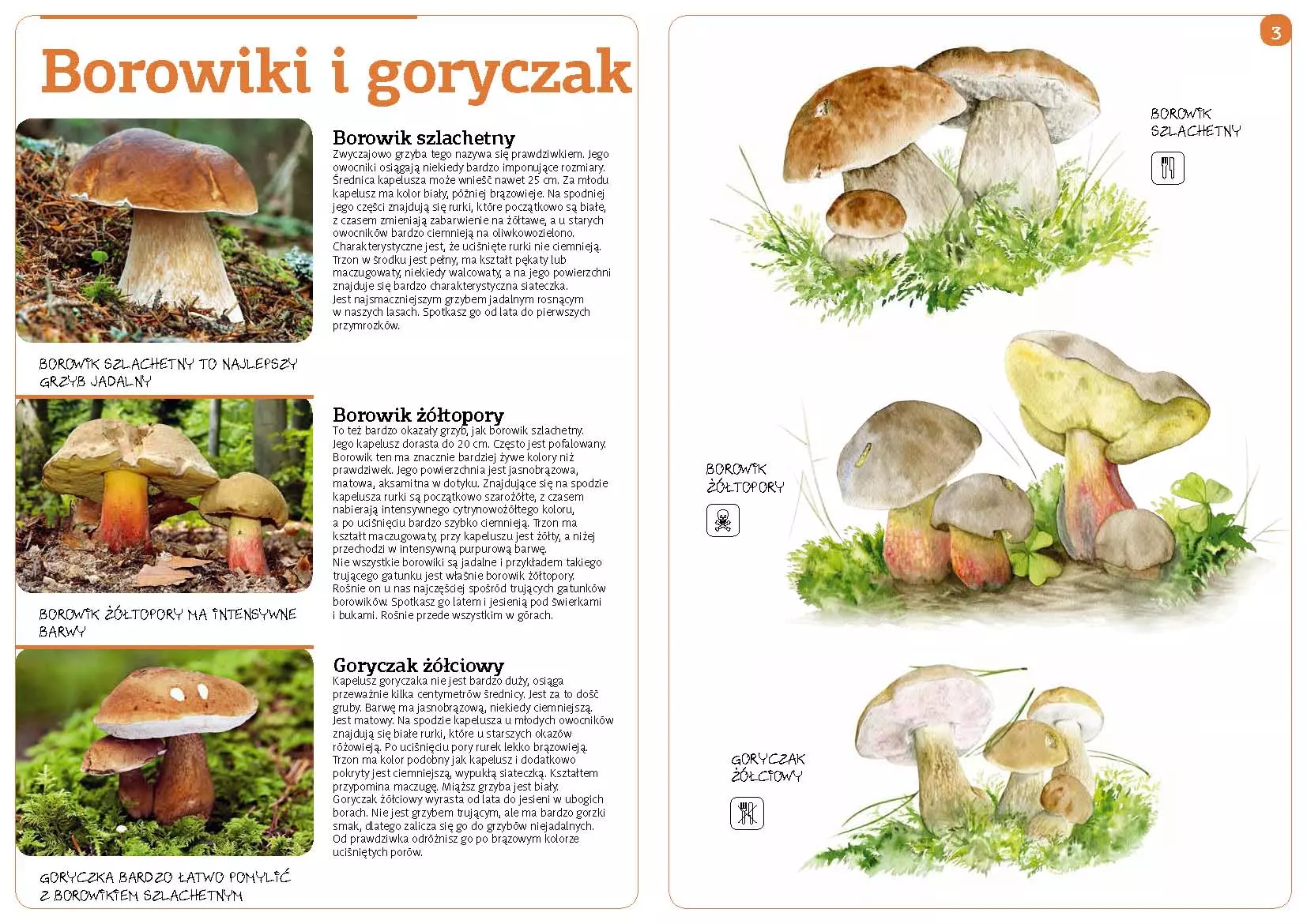 Grzyby naszych lasów - Książki