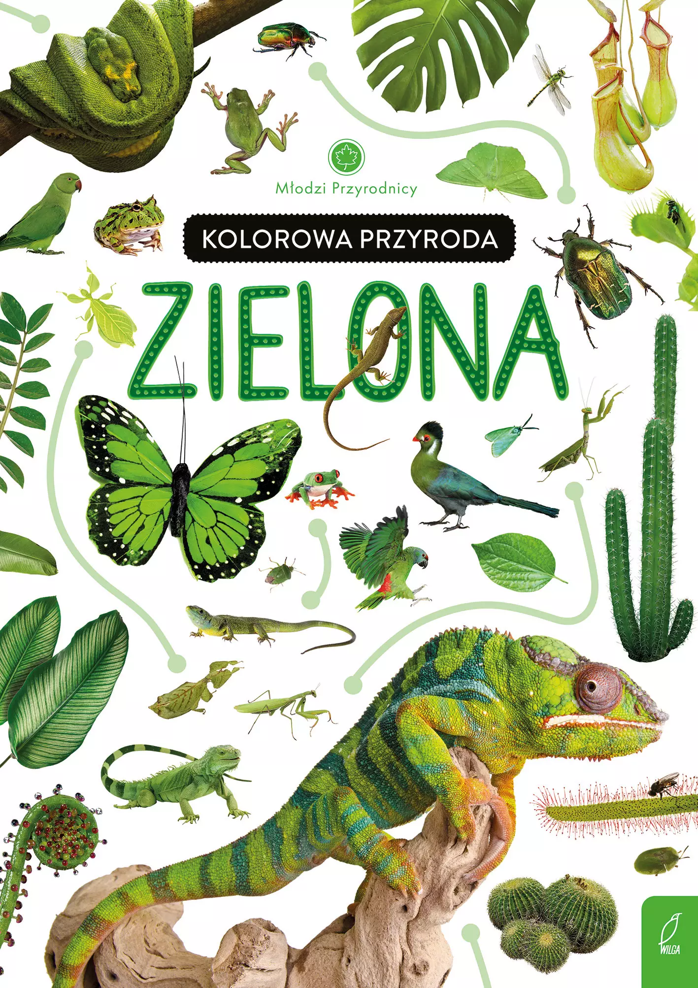 Młodzi przyrodnicy. Kolorowa przyroda. Zielona - Książki