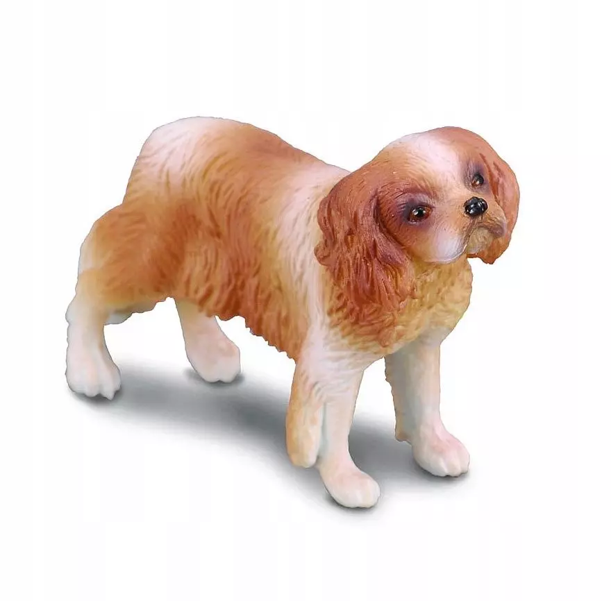 Pies rasy Spaniel Cavalier King Charles - Książki