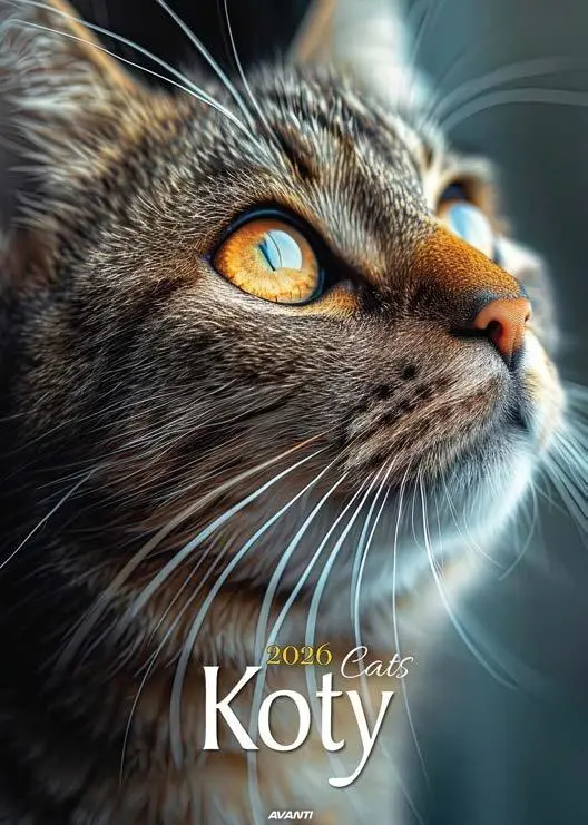 Kalendarz 2026 ścienny Koty - Książki
