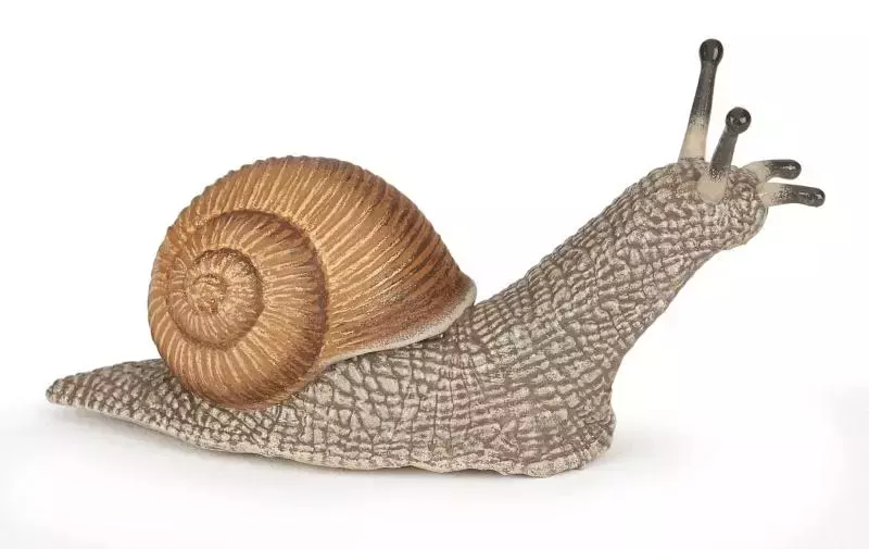 Ślimak - Zabawki
