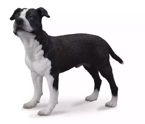 Pies American Staffordshire Terrier - Gry