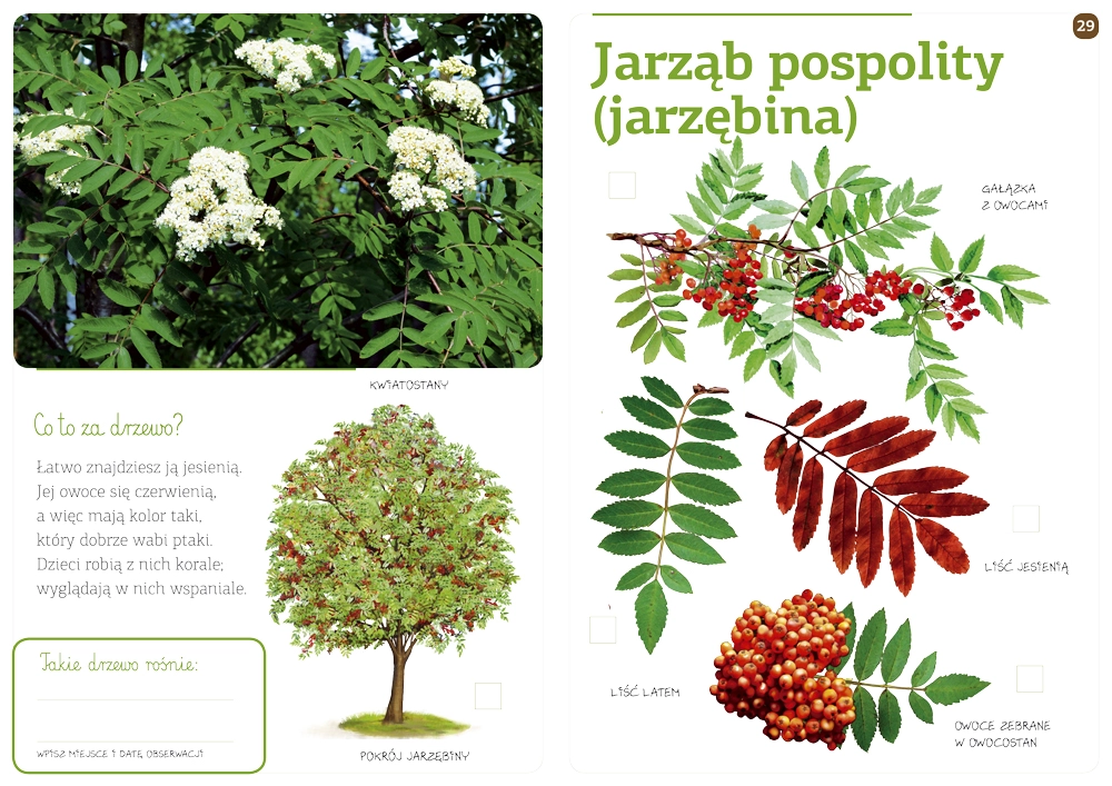 Drzewa naszych lasów - Książki
