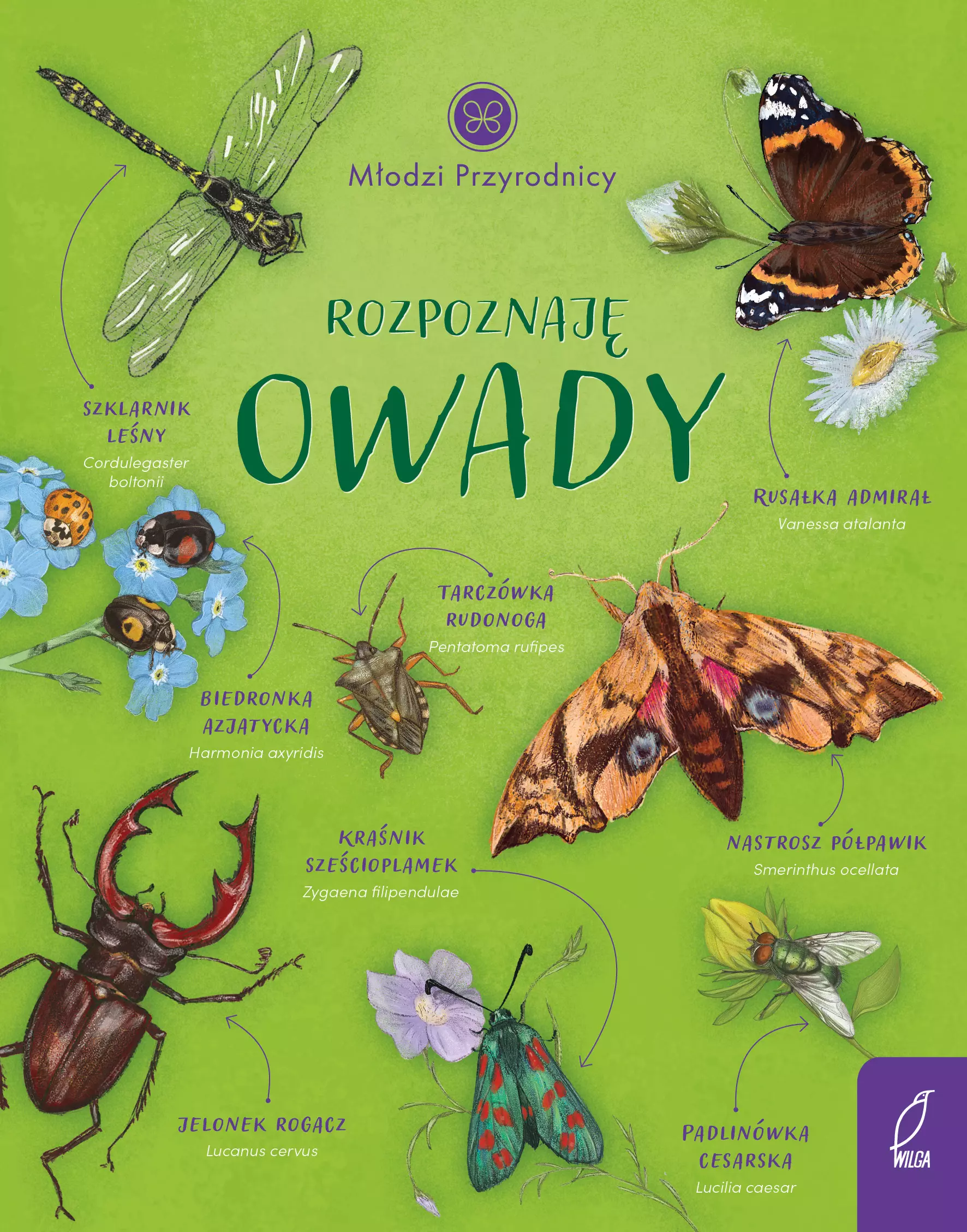 Młodzi przyrodnicy. Rozpoznaję owady - Książki