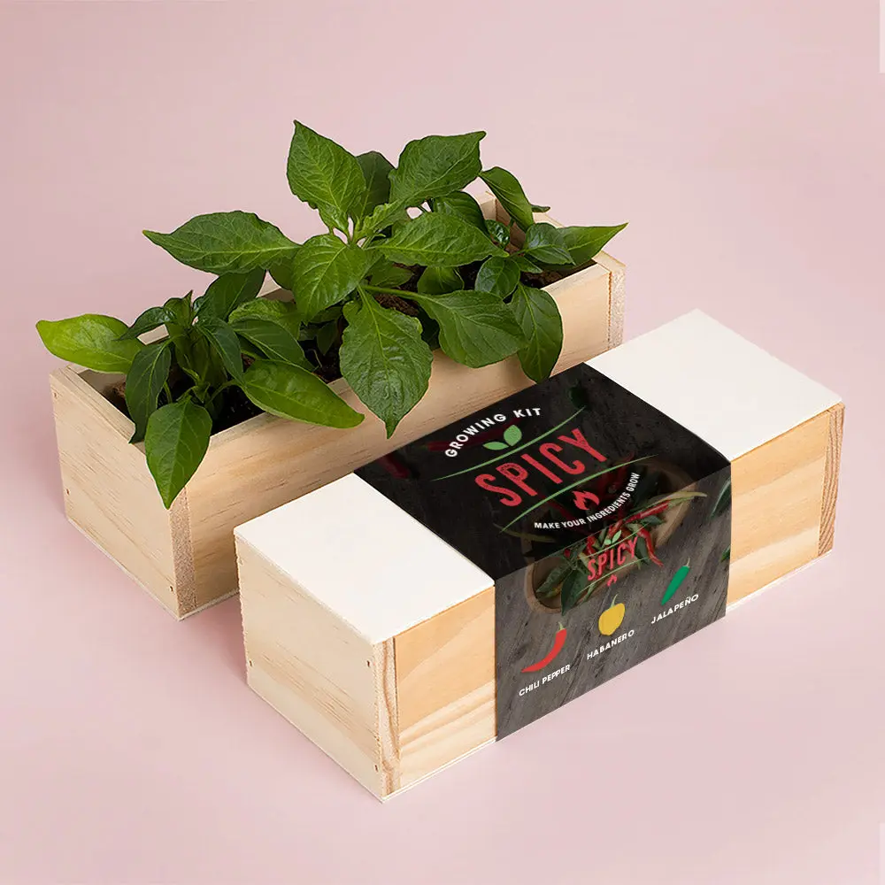 Spicy – zestaw do uprawy papryczek Resetea (chili, habanero, jalapeño) - Zabawki
