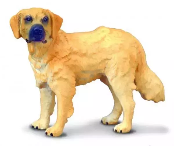 Pies rasy golden retriever - Książki