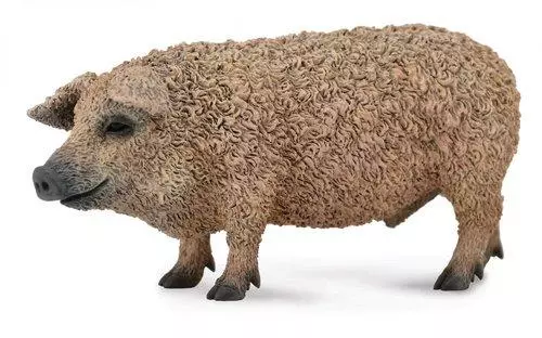 Świnia węgierska M - Książki