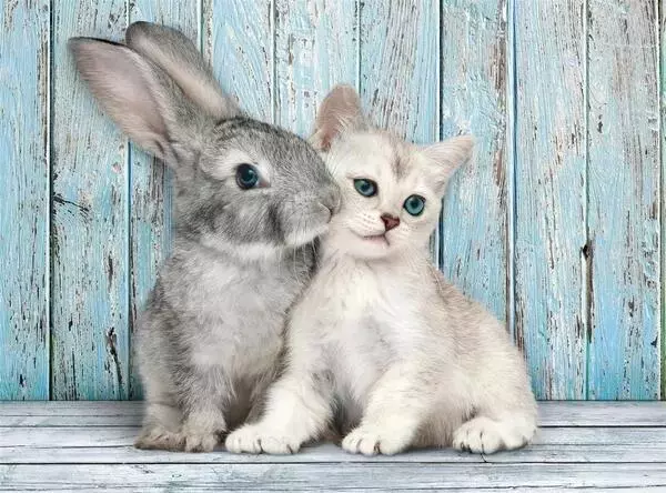 Puzzle 500 Compact Cat & Bunny - Puzzle