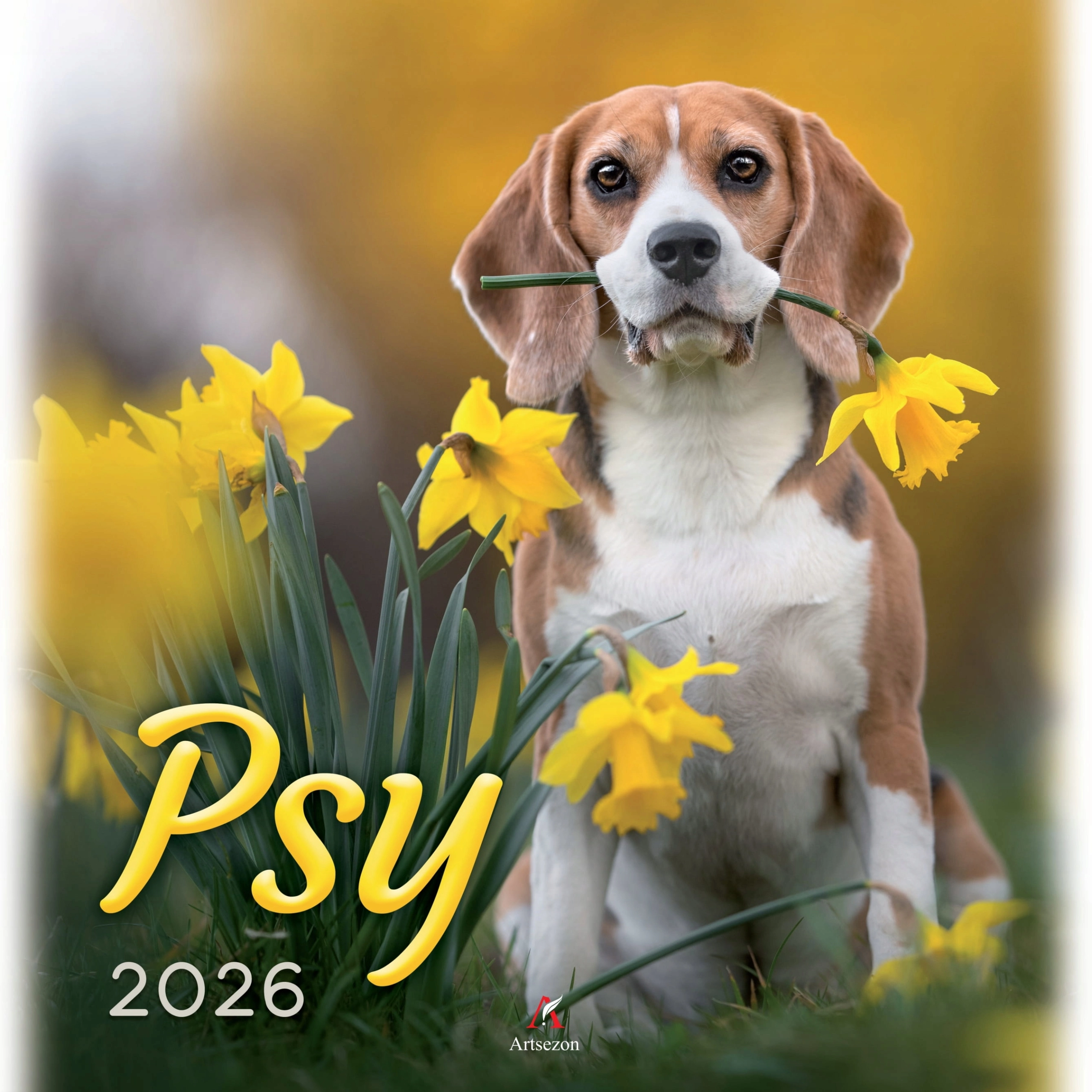 Kalendarz 2026 ścienny 33x33cm planszowy PSY PIESKI - Książki