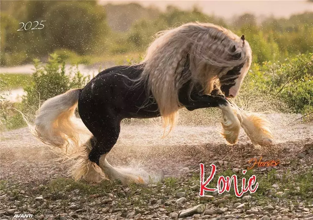 Kalendarz 2025 ścienny albumowy Konie - Książki