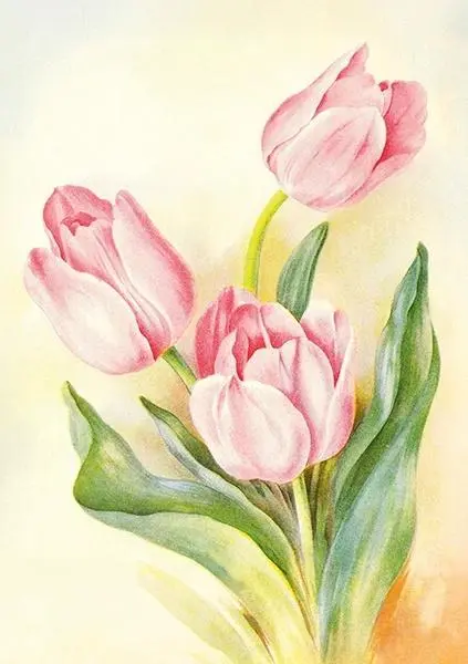 Karnet ST537 B6 + koperta Tulipany - Papiernicze i szkolne