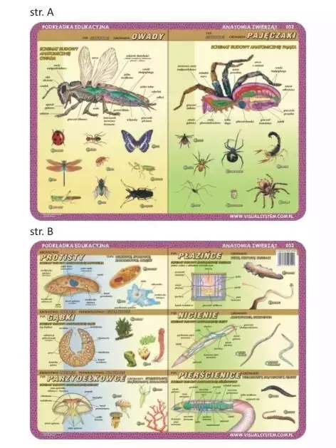 Podkładka edu. 052 - Anatomia: owady, pajęczaki.. - Papiernicze i szkolne