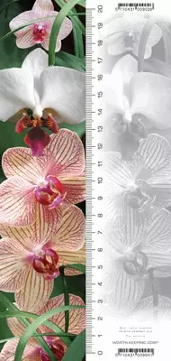 Zakładka 3D Orchidea - Książki