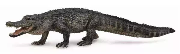 Aligator - Książki